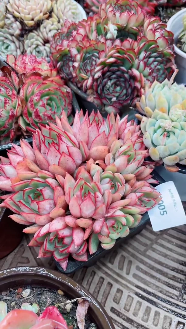 【闪购商品】02005多肉