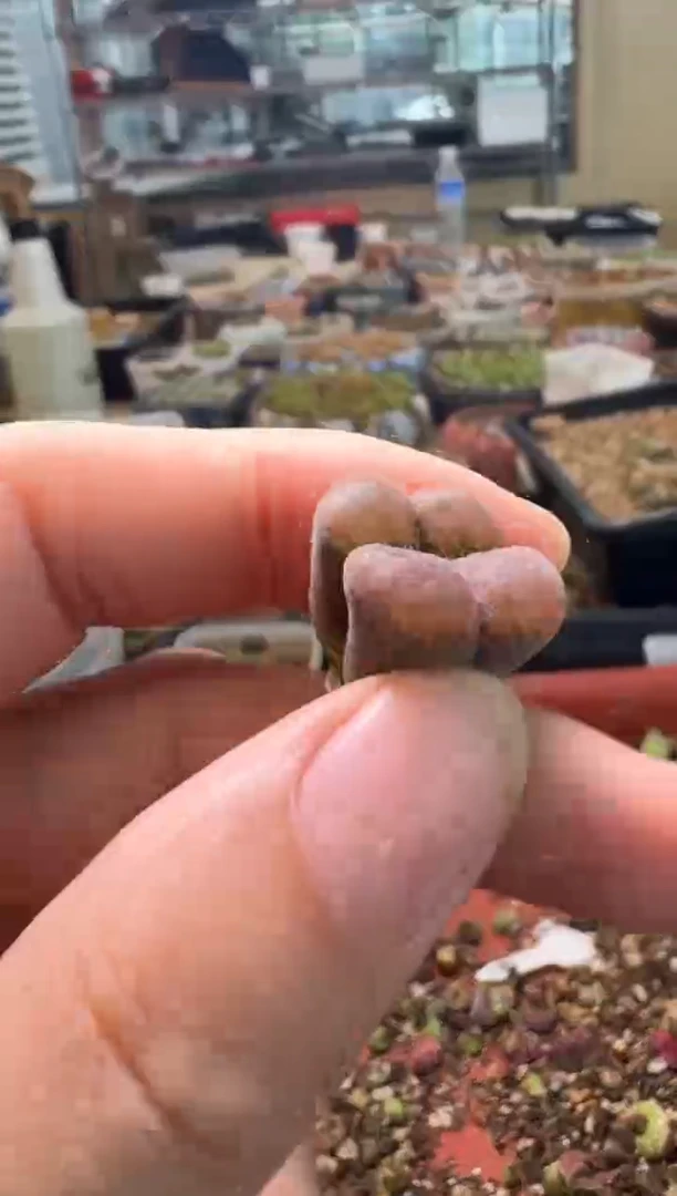 7-488多肉植物肉锥