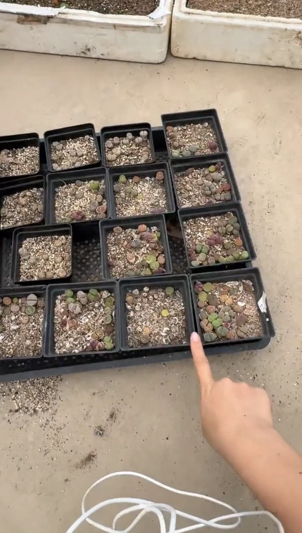 13-29多肉植物肉锥一盒