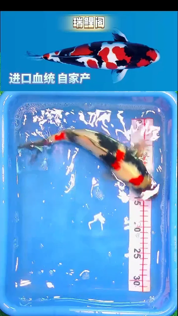 锦鲤瑞鲤阁精选--33