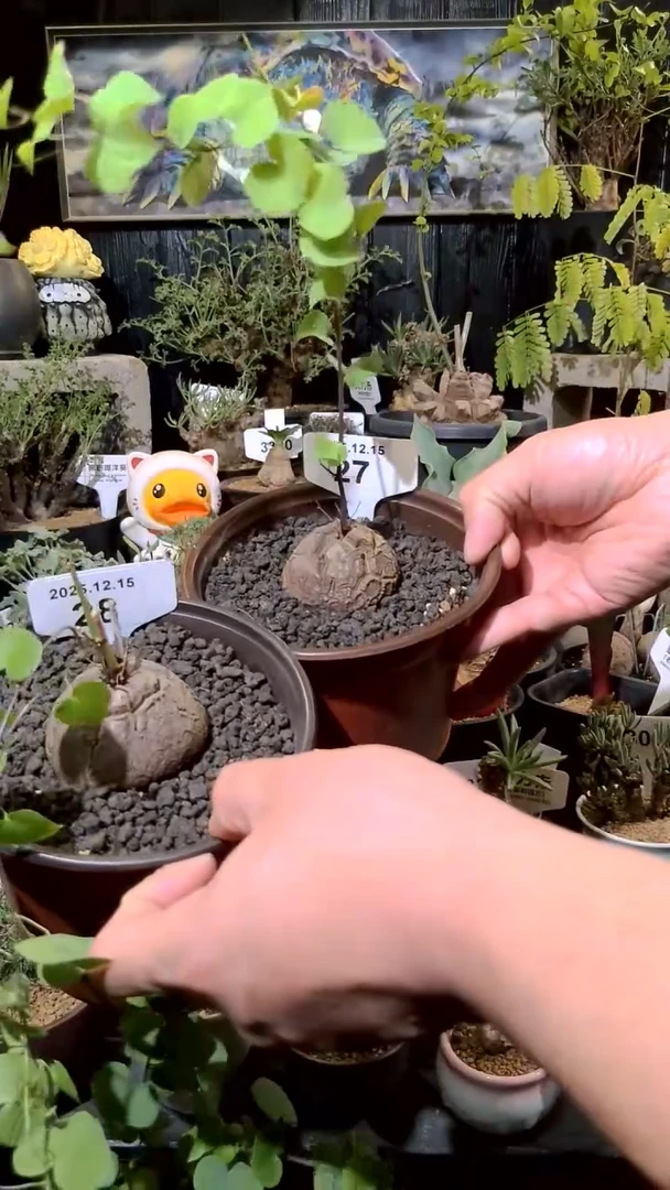 27号1215福利南非龟甲龙买一送一