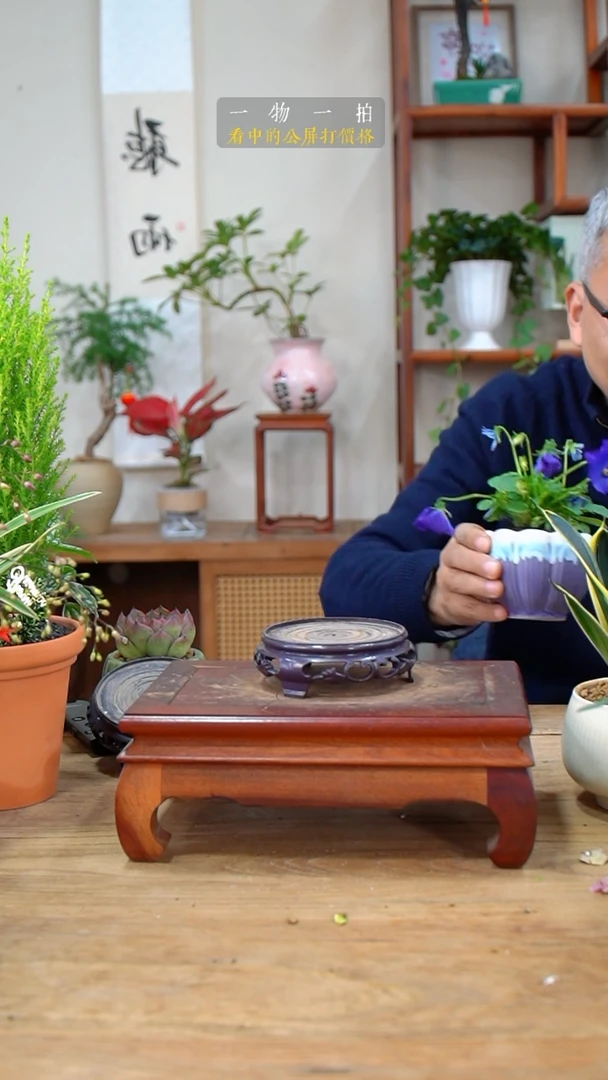 完全开放丹**辰463角堇