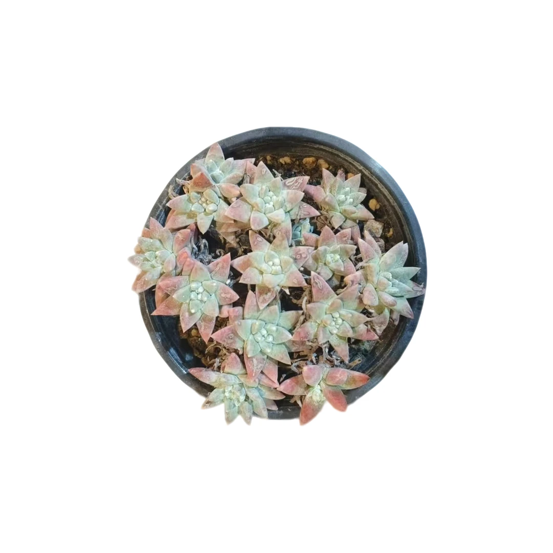 同美多肉园艺   白菊  多肉植物 以直播间实物为准 夏季空气