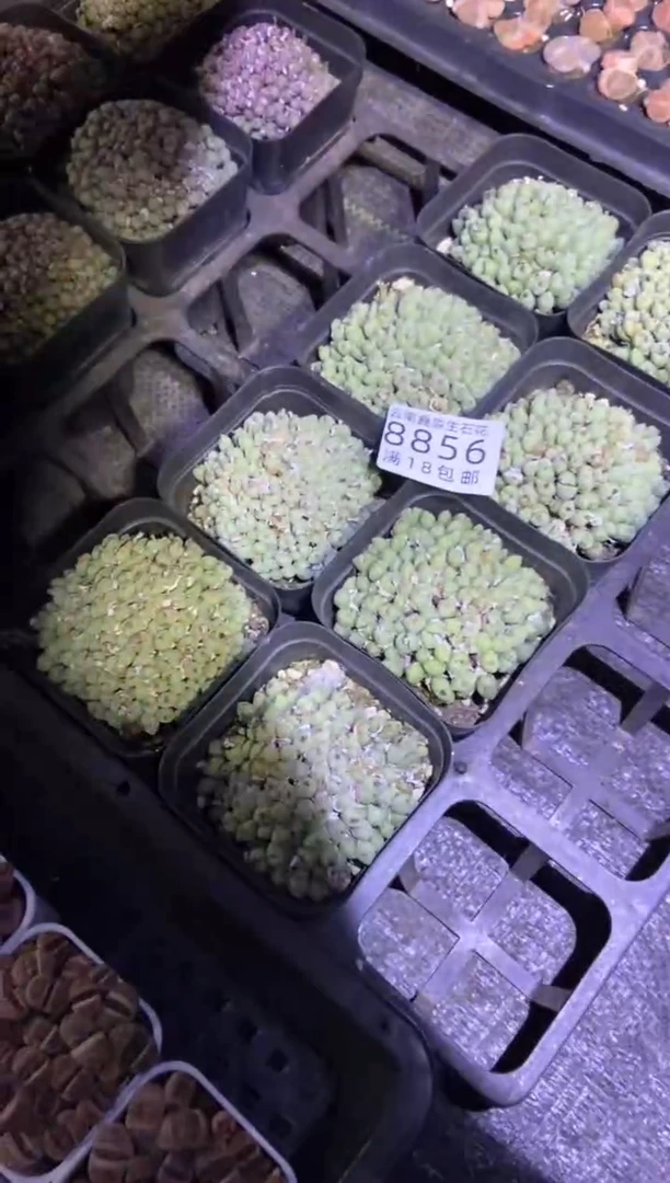 【闪购商品】8856特价爆炸盆小米雏发货1盒量拍