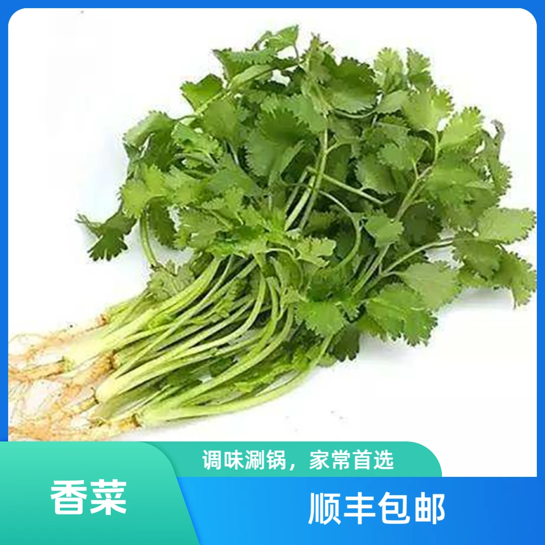 【天泽甄选】新鲜采摘香菜1斤（顺丰包邮）绿色蔬菜香菜