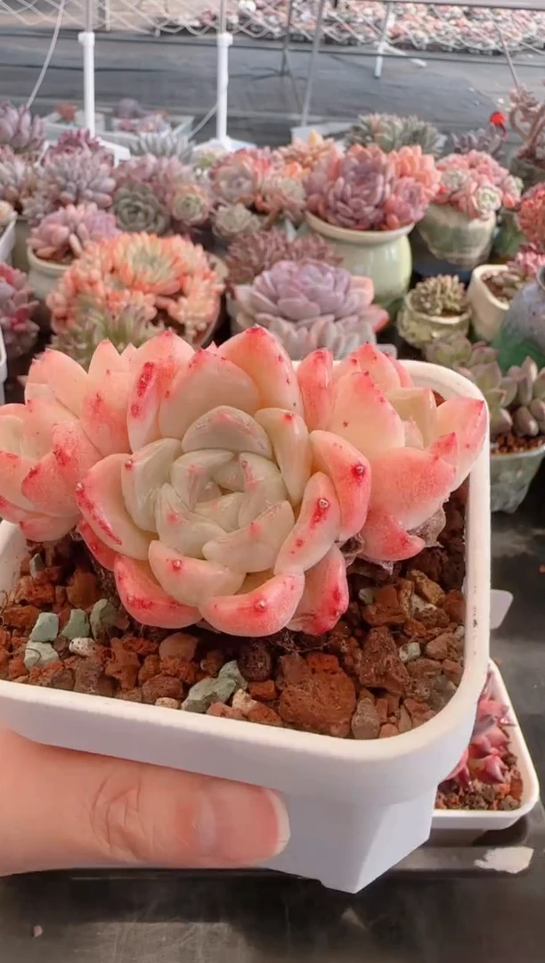 【闪购商品】6041.