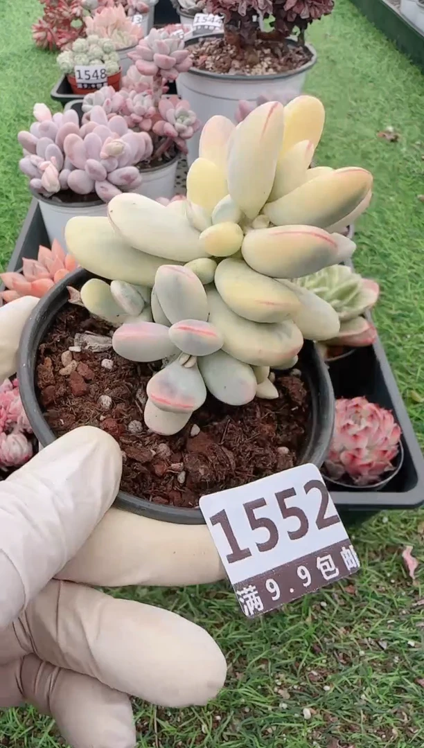 【闪购商品】信福多肉一物一拍