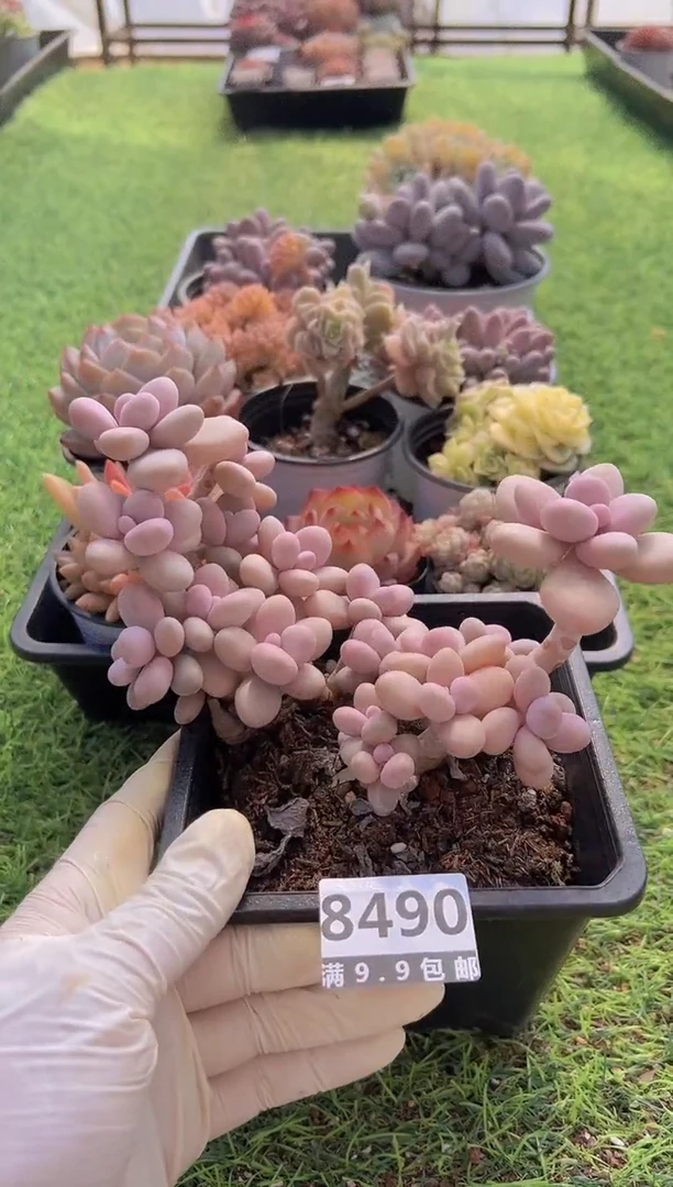 【闪购商品】信福多肉一物一拍