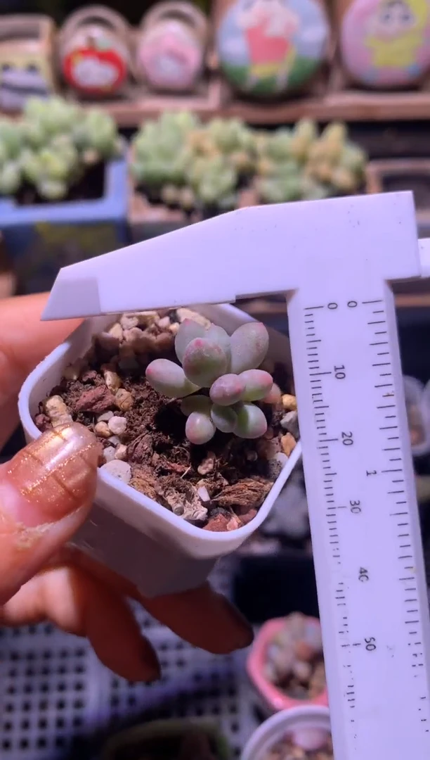 小腮红奶酪，满28包邮，不满发一个叶片到付