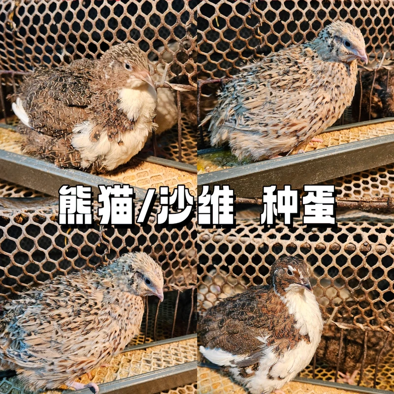 【熊猫/沙维/非洲黑种蛋】种蛋可孵化鹌鹑大体型宠物鹌鹑包装