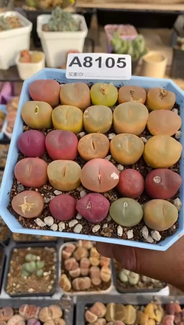 【闪购商品】8105直播一物一拍