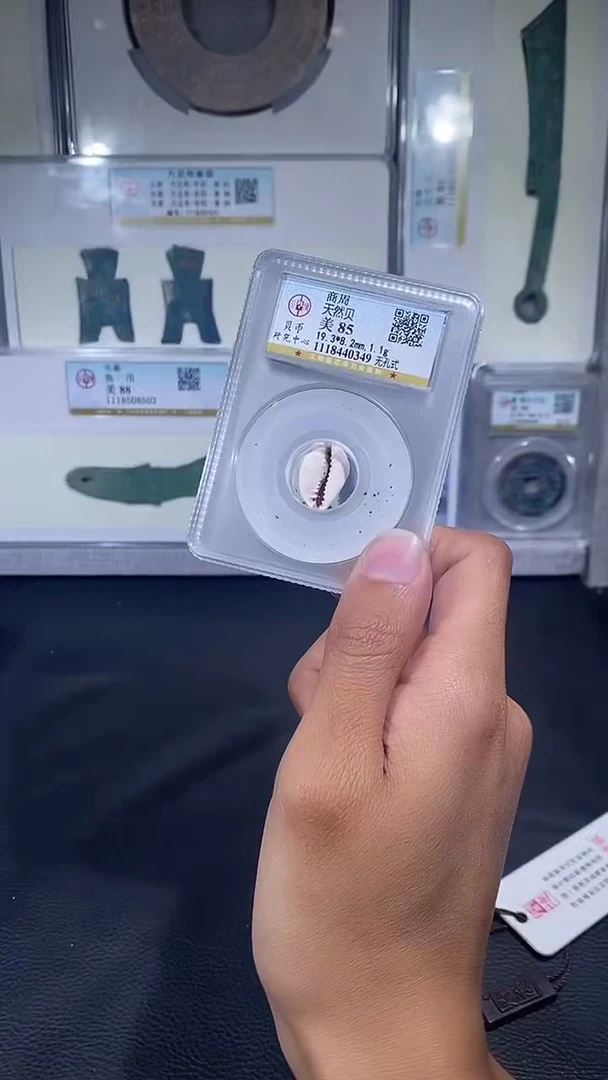 【闪购商品】贝壳琪珍  天然贝币  一枚