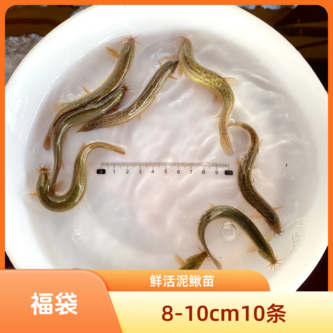 泥鳅苗8-10cm 10条【福袋不包售后】鲜活泥鳅苗喂龟喂鱼筏钓饵料