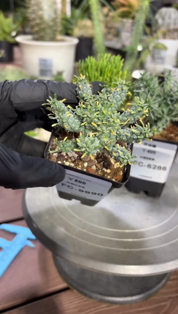 宝蓝玉大戟FC-9990