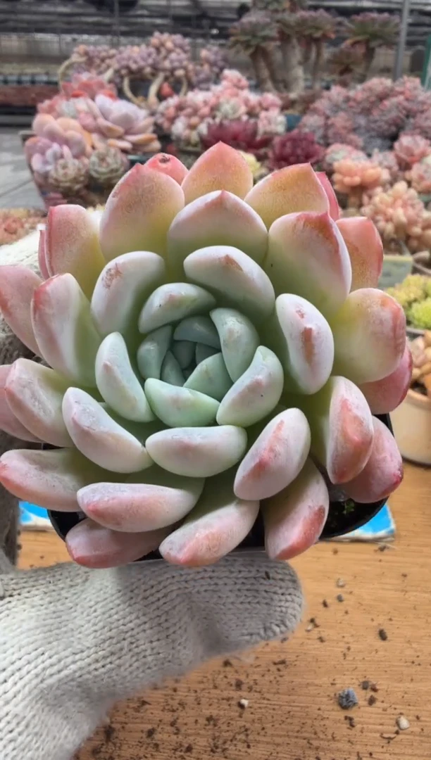 东云多肉园三店-227