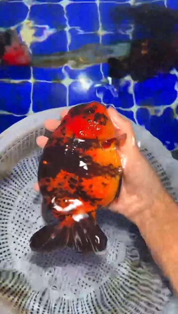 金鱼（运费自理，马印灯照射）福州追鱼兰寿金鱼