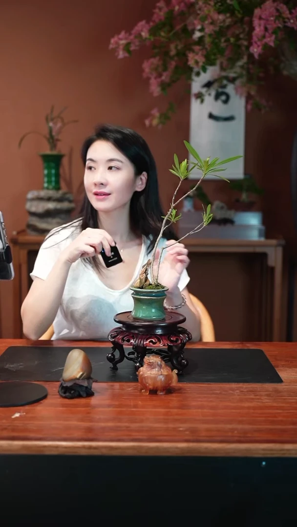无花朵栀子花盆景盆景盆景