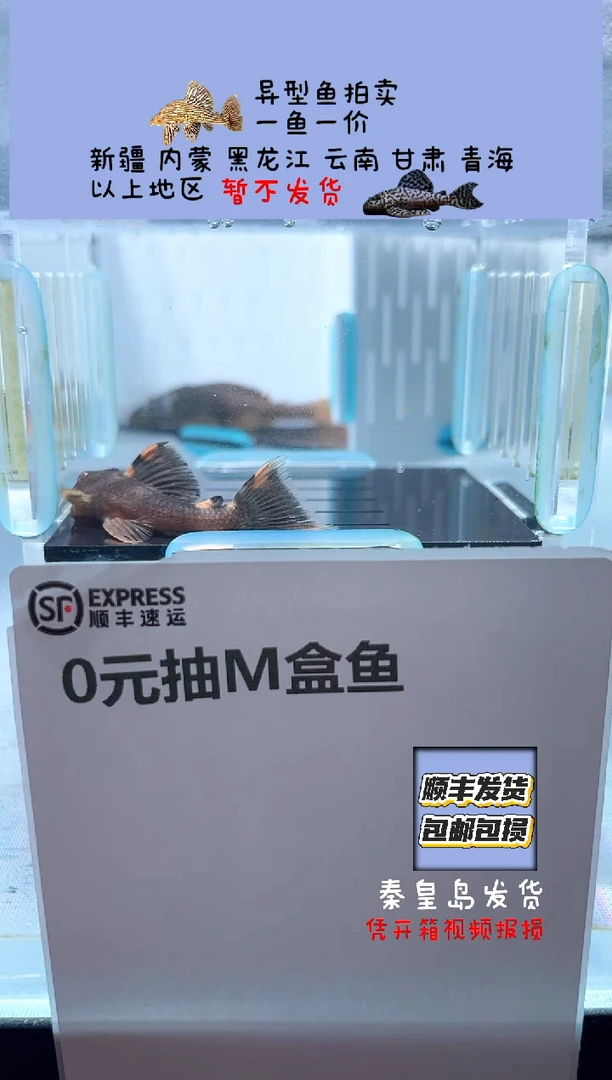 清道夫5不包入缸损