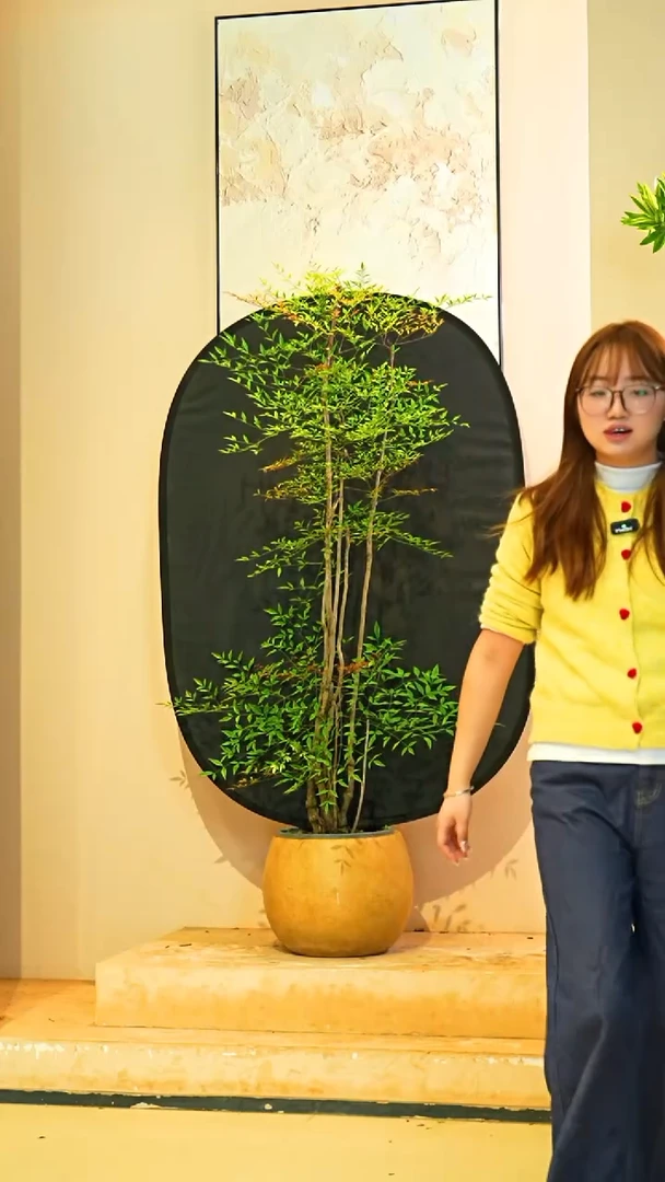 不开花植物行*南天竹一物一拍落地款