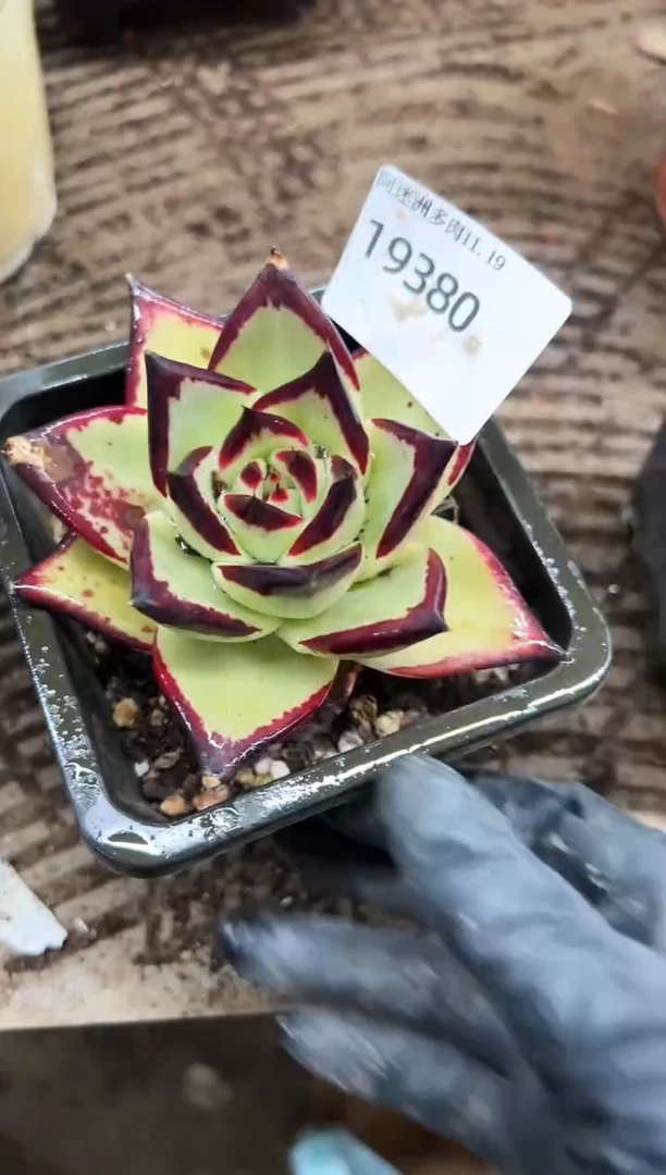 ?**?多肉植物一物一拍19380