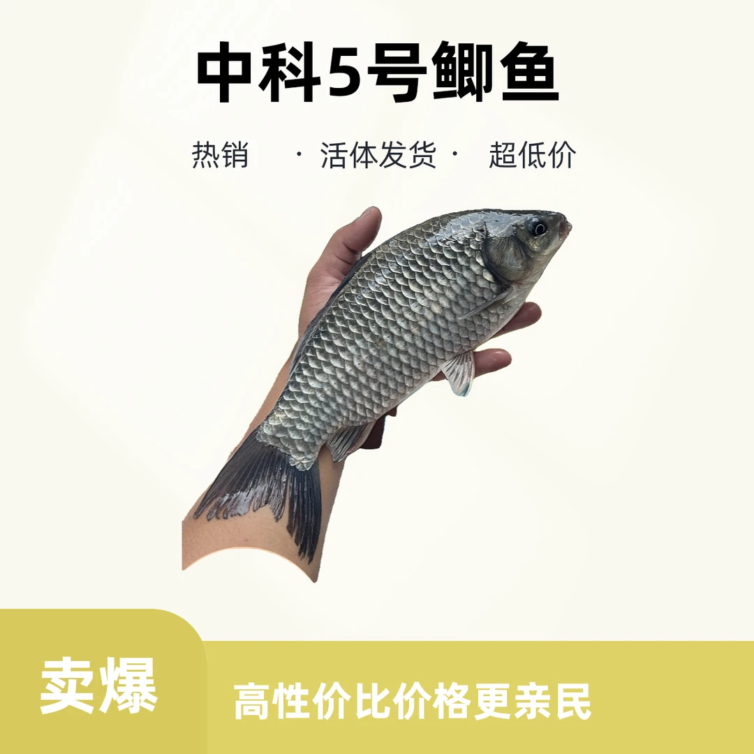 中科五号鲫鱼淡水活体适合水族观赏饲养