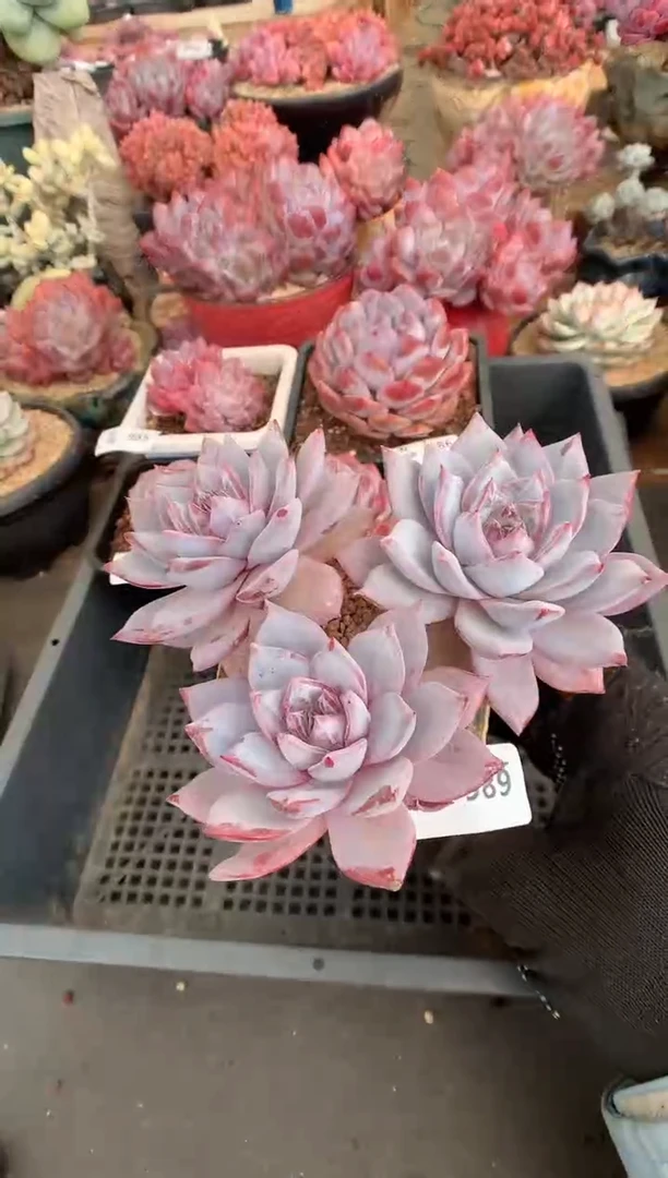 989粉蓝鸟一物一拍