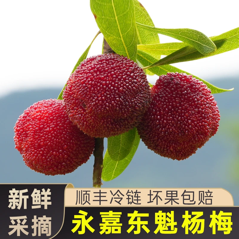 顺丰次日达【11A 大果25-29g】浙江东魁杨梅高山次日达包邮孕妇鲜果