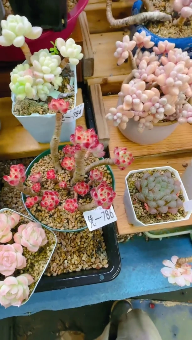 【闪购商品】凭—786—仙农（蓝苹果）