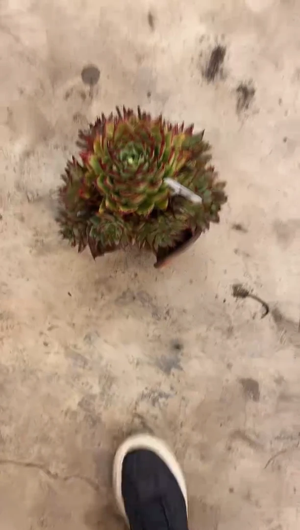 【闪购商品】56号乌木￥18