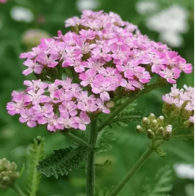 【蓍草】耐寒花期长庭院花境植物趣味草本