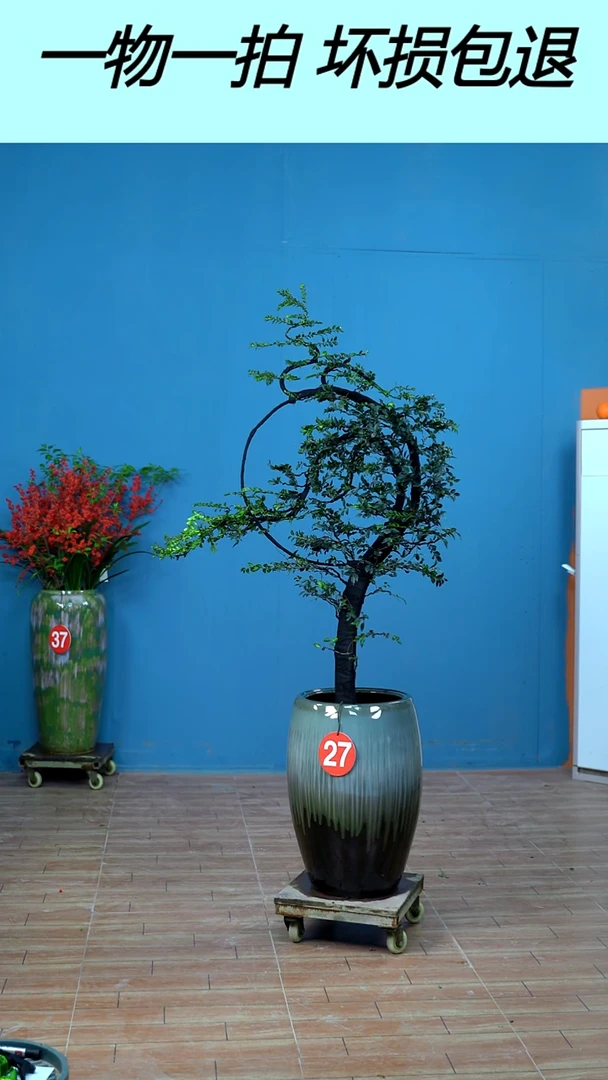 以实际为准广东小叶紫檀27号