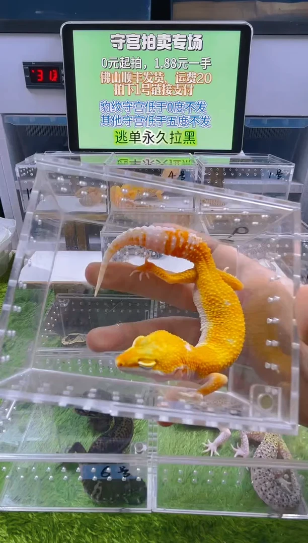 豹纹守宫豹纹肥尾苗子亚成成体
