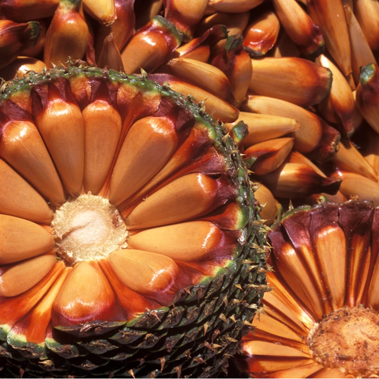 【巴拉那松】拇指大松子熟食开袋即食原味食用果实加热口感更好