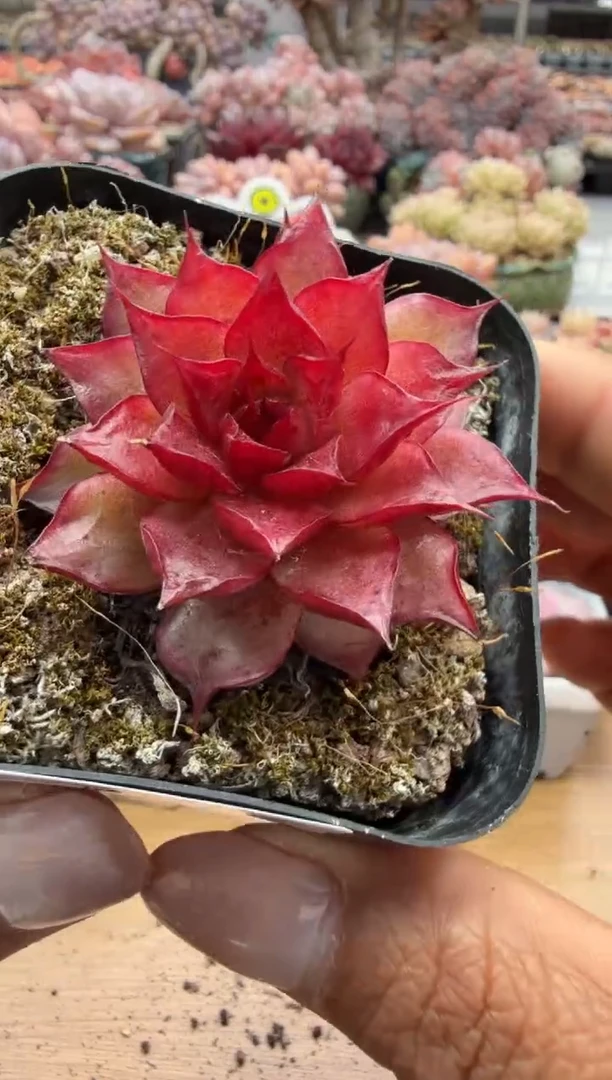 东云多肉园二店-155