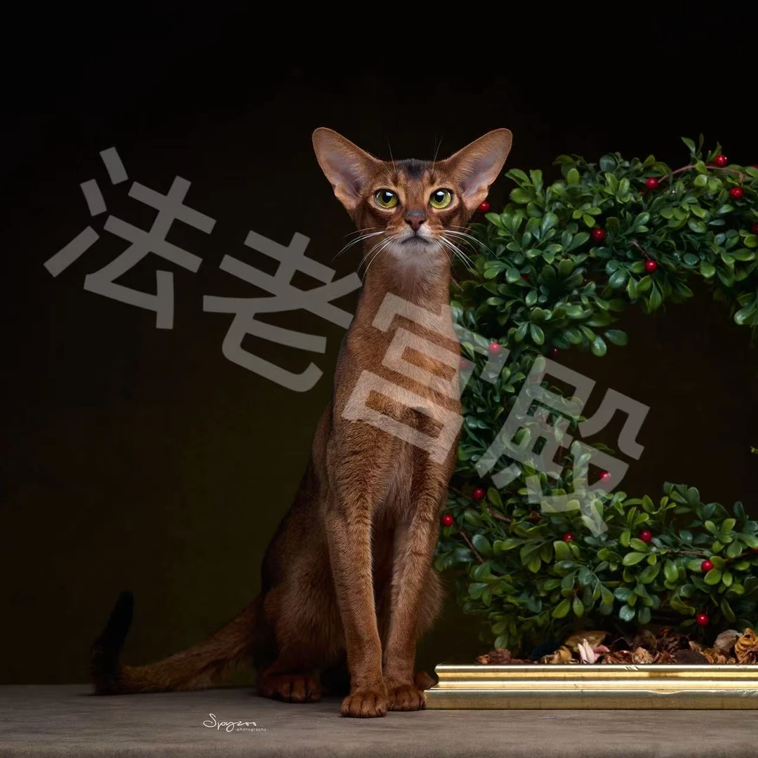 法老宫殿定猫增值服务三选一链接