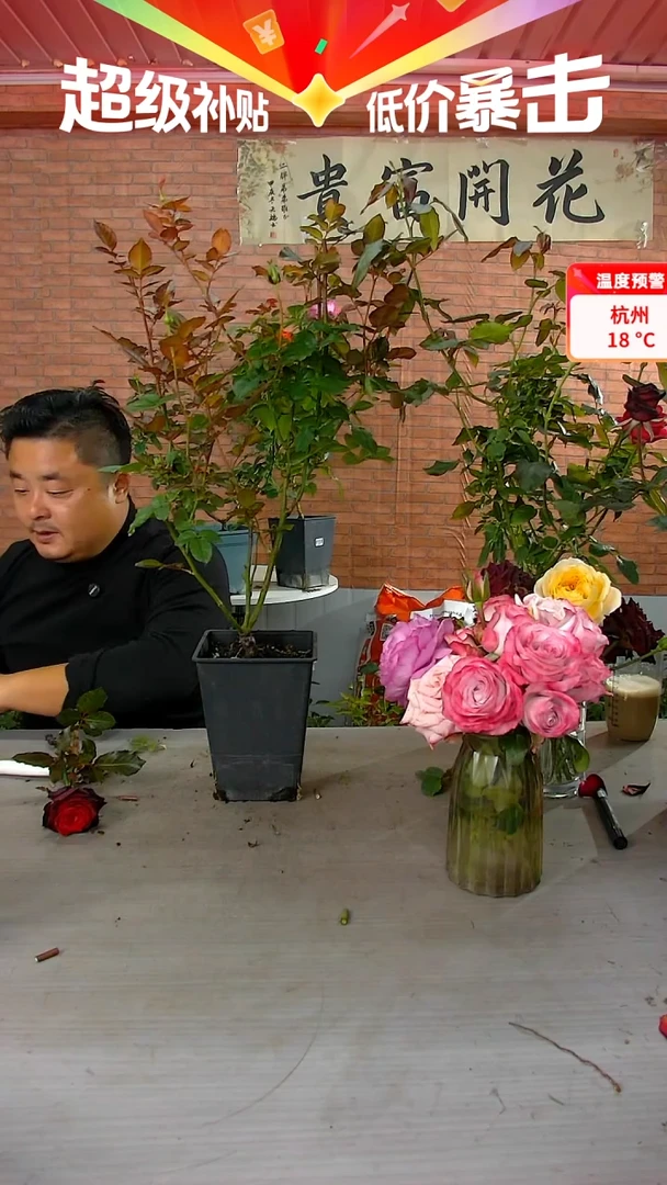 当前无花朵，栽培后可花朵黑金