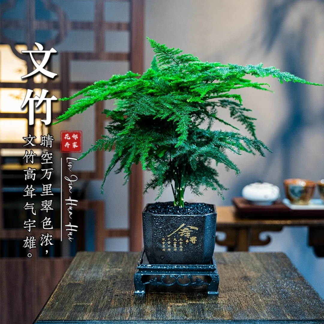 舍得文竹盆栽室内植物办公室客厅桌面书房禅意小绿植好养四季常青
