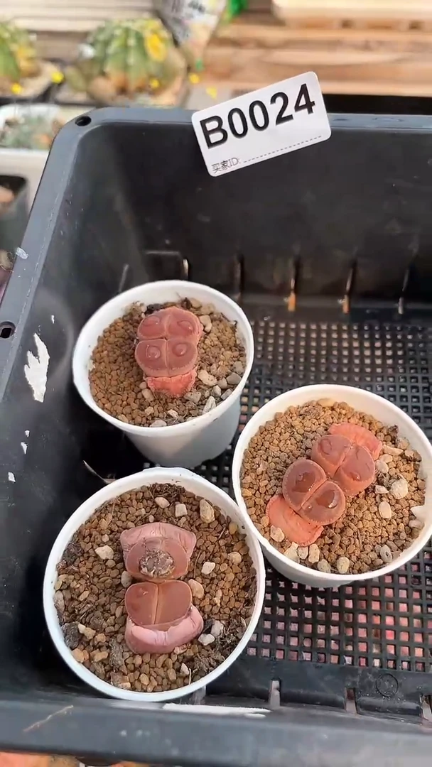 【闪购商品】0024直播一物一拍