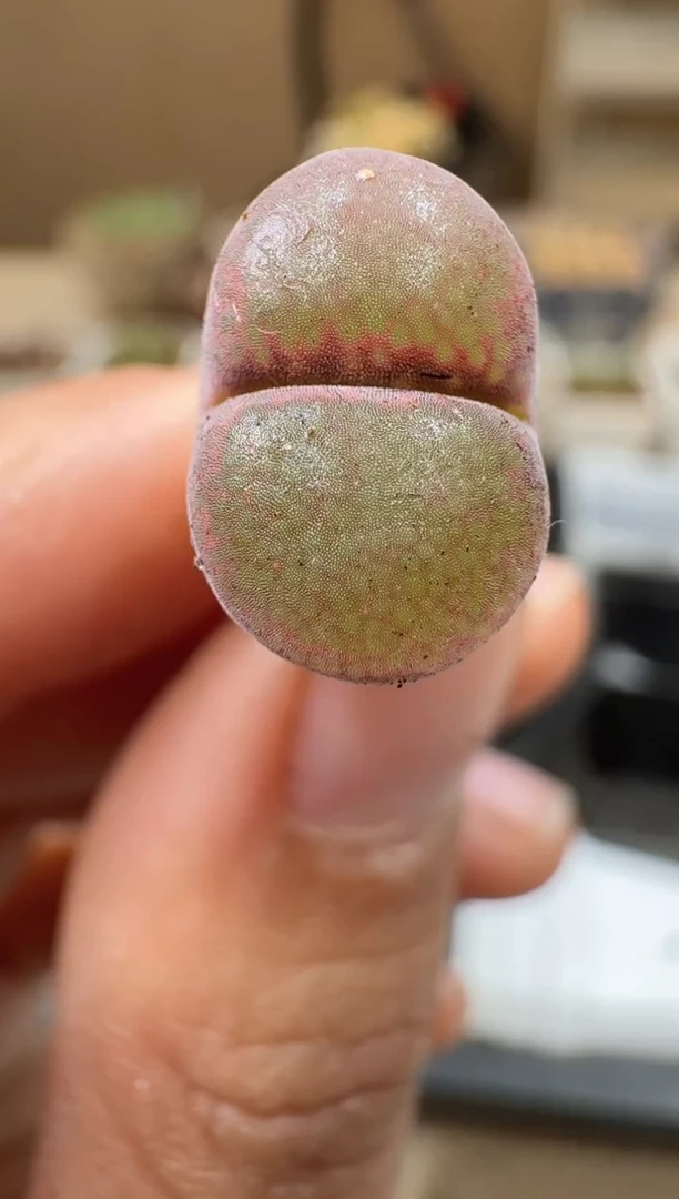 多肉植物肉锥4-39