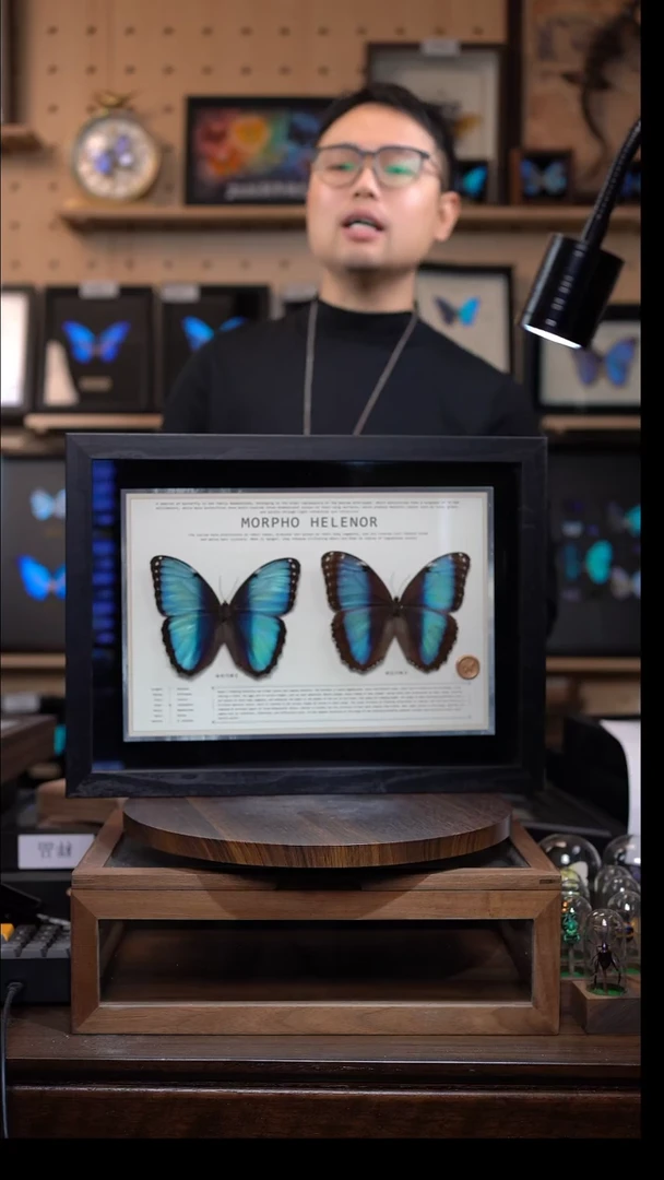 蝴蝶标本摆件竞拍海伦雌雄c9