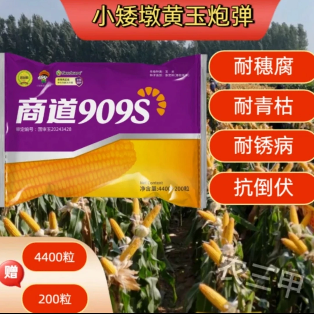 商道909S玉米种子 红轴长马牙籽 抗病抗倒伏 耐高温 商道909S