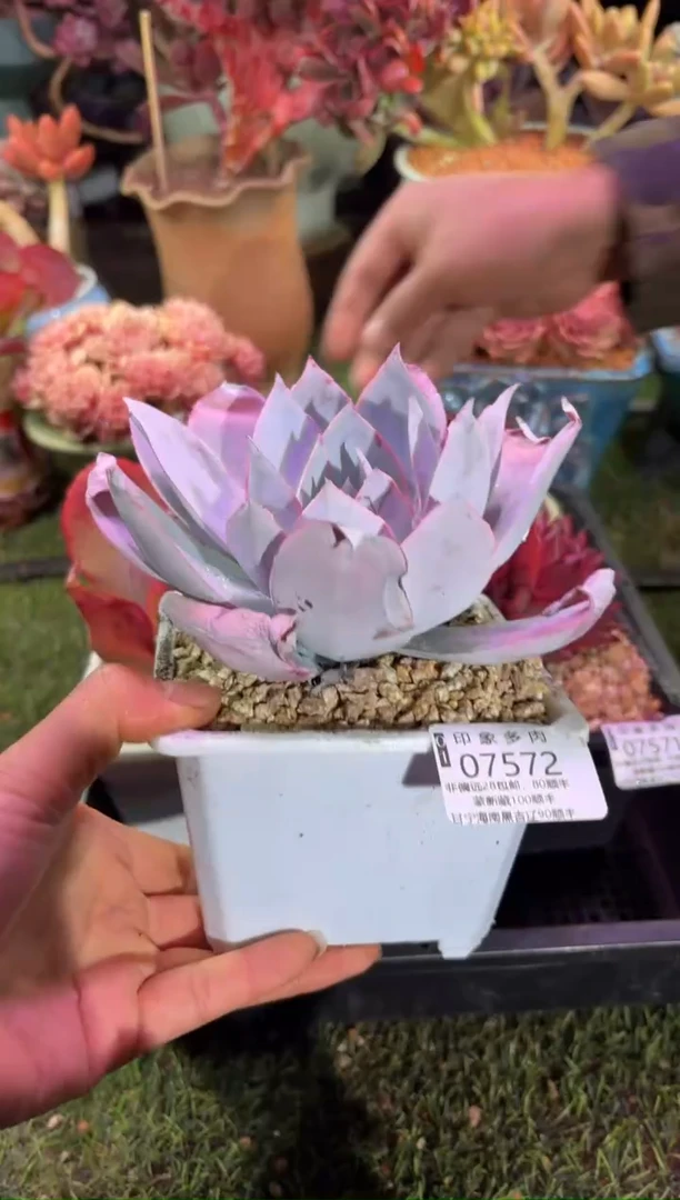 【闪购商品】07572