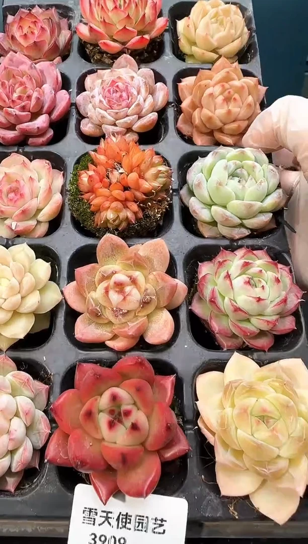 3 909   多肉  15 颗