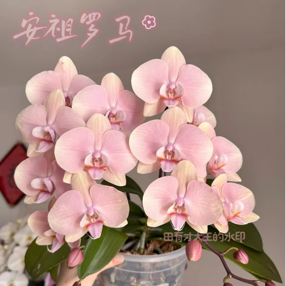 复古【罗马】叶微瑕无花剑蝴蝶兰