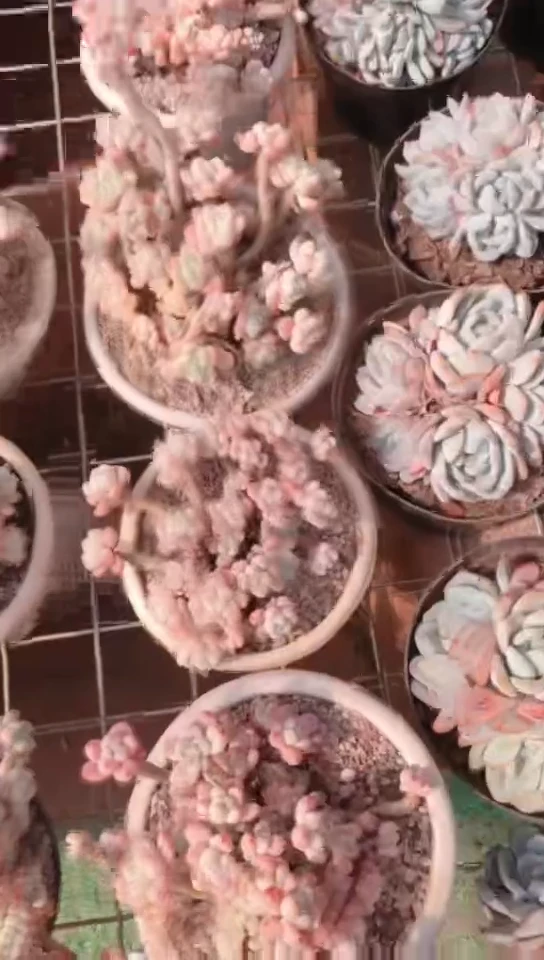 【闪购商品】樱花罗琦7.9米