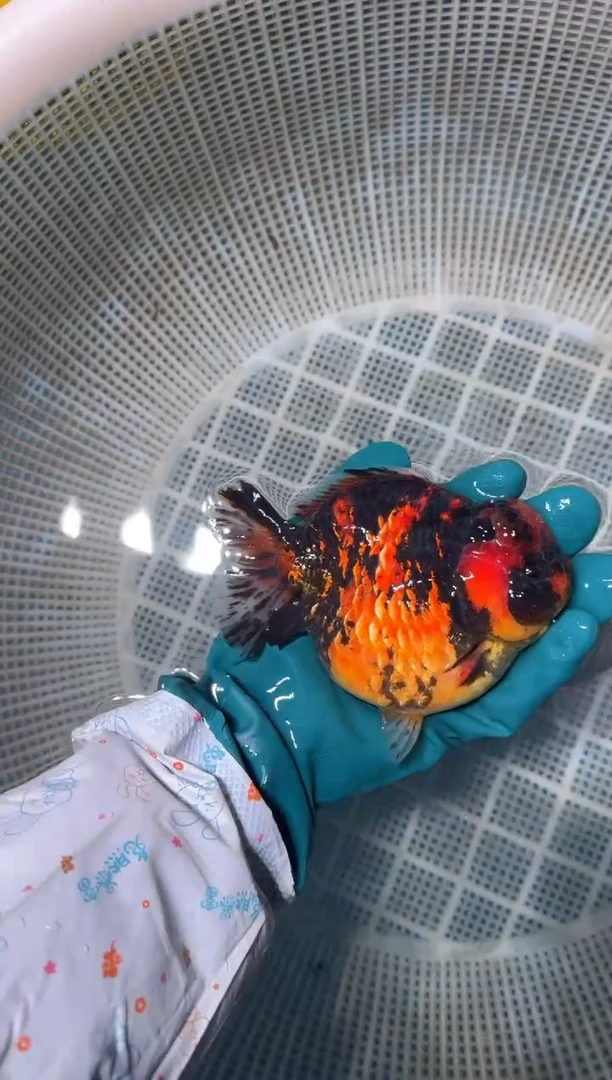 狮头鱼拍包装费，一包两条，没拍运费到付。