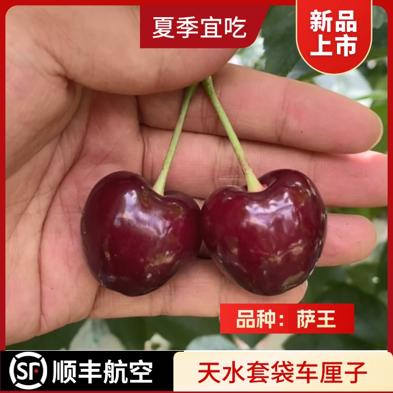 【顺丰】天水套袋车厘子萨王清甜可口孕妇老人皆宜夏季消暑水果