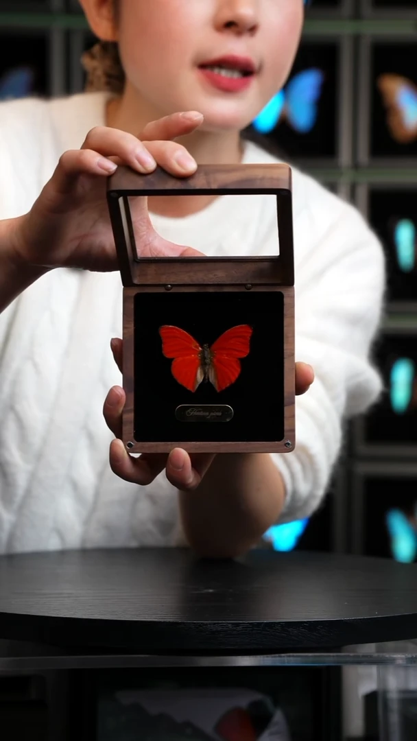 血漪蛱蝶胡桃木盒子款