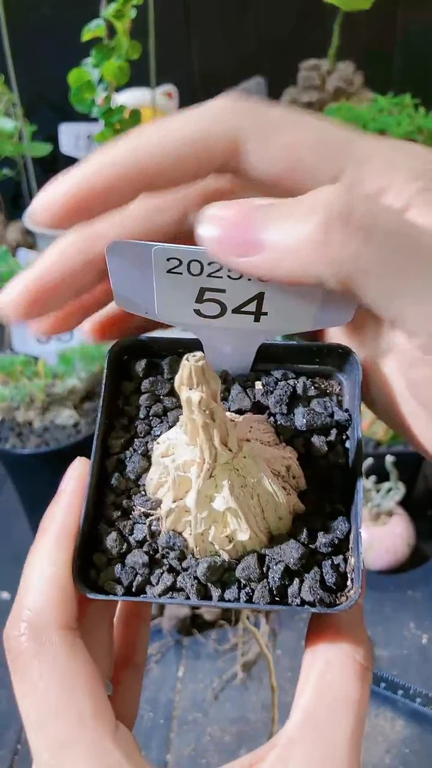 【闪购商品】龟甲萝藦3.3..54