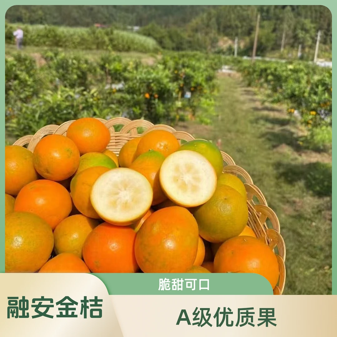 正宗融安金桔第三代脆蜜金柑脆蜜金桔原产地直发A级果送礼佳品